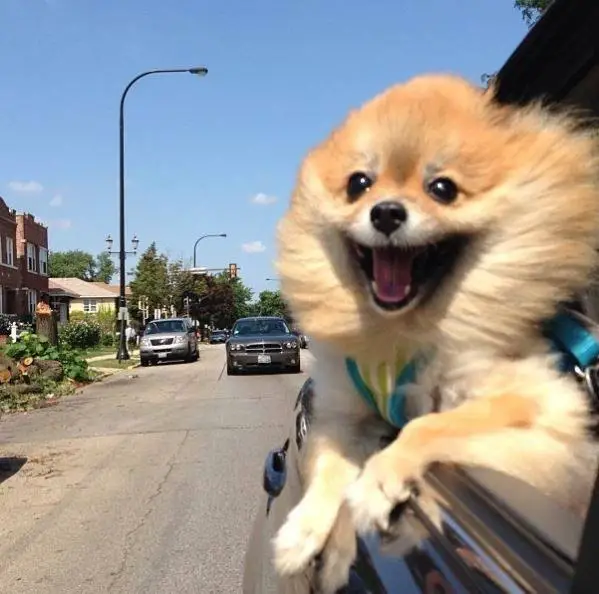 a happy Pomeranian riding a car with its head out in the window