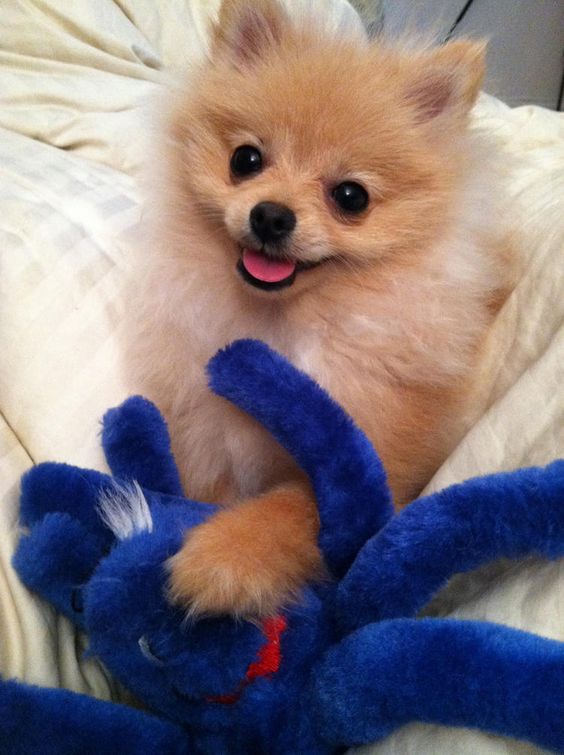 Pomeranian lying on the bed with its blue octopus stuffed toy
