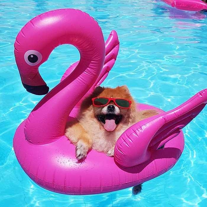 Pomeranian lying on top of a flamingo float in the pool