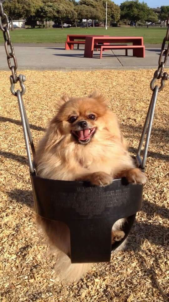 Pomeranian sitting in a swing at the park