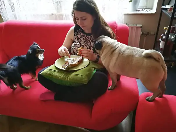 Pug standing on top of the couch while staring at the food on the lady lap