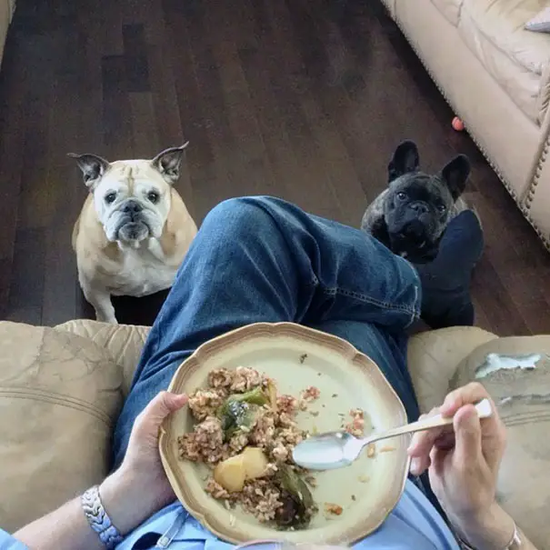 Pug sitting on the floor below the man sitting on the couch while eating his food