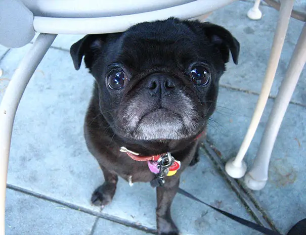 Pug puppy sitting on the floor while looking up staring with its begging eyes