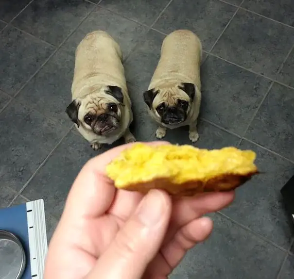 two Pug standing on the floor while looking up at the food in a person's hand