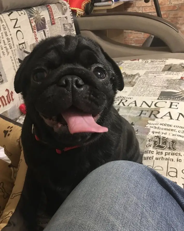 Pug sitting on the couch in front of the person's knee while looking and sticking its tongue out