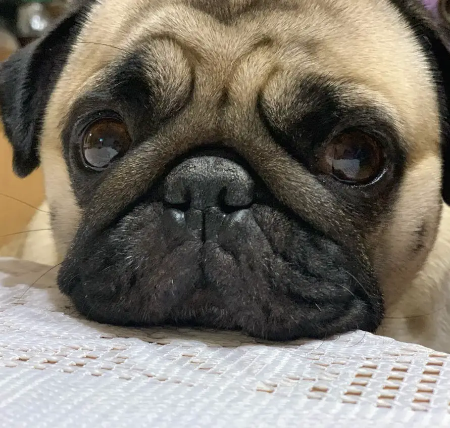 sad face of a Pug on the edge of the table