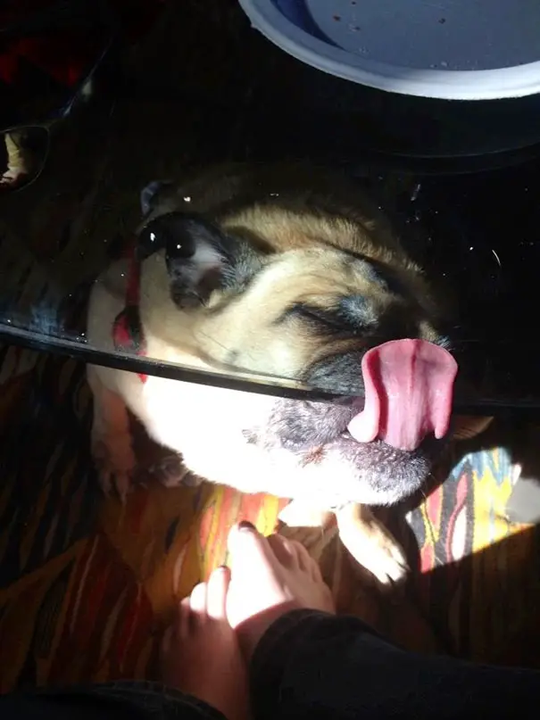 Pug sitting on the floor under the glass table while licking the edge of it