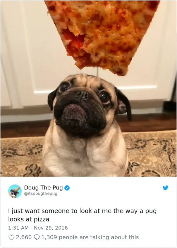 twitter post photo of a Pug sitting on the floor while looking up at the pizza with its begging eyes with caption 