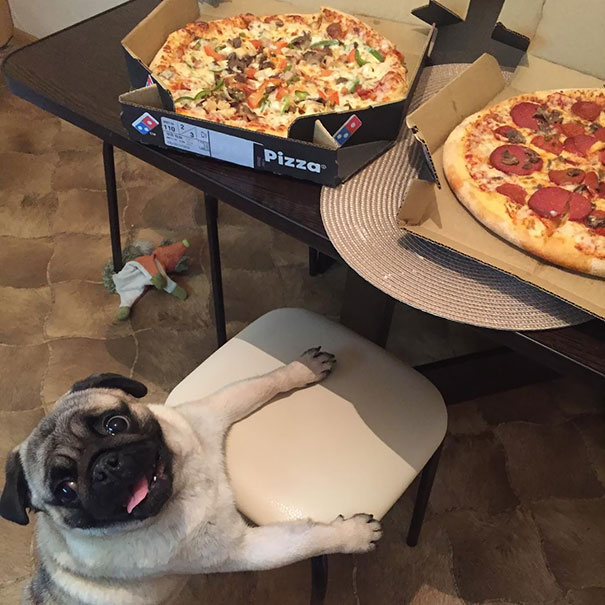 Pug showing its begging eyes white standing up leaning on the chair under the table with two pizzas on top