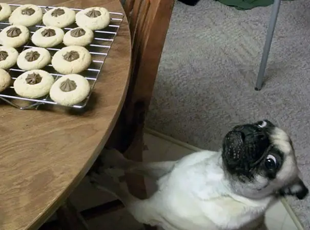 Pug looking up at the cookies on the table