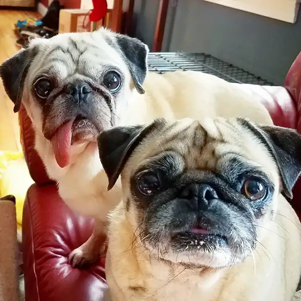 two Pugs on the couch while staring with their begging eyes