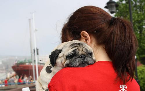 Pug on a girls shoulder