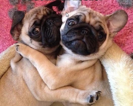 two Pugs on the bed hugging each other