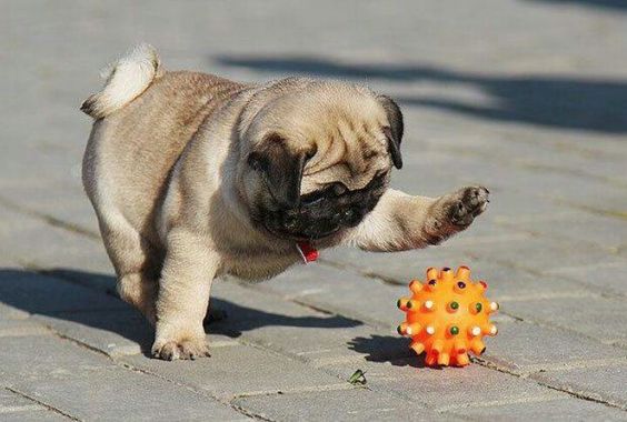 Pug running towards the ball
