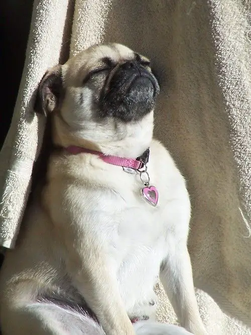 Pug sunbathing