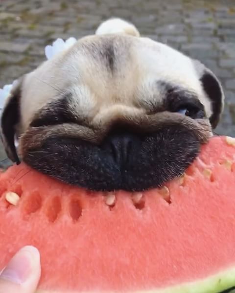 Pug eating watermelon