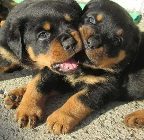 two Rottweiler puppies playing with each other while lying on the ground