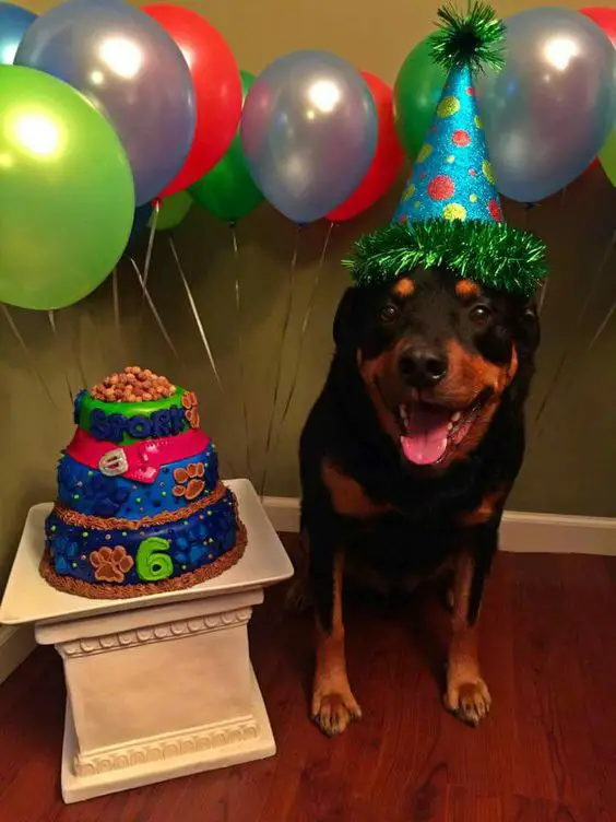 A Rottweiler wearing a birthday cone hat while sitting on the floor next to his birthday cake and with balloons behind him