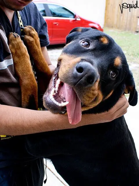 A happy Rottweiler leaning towards the person