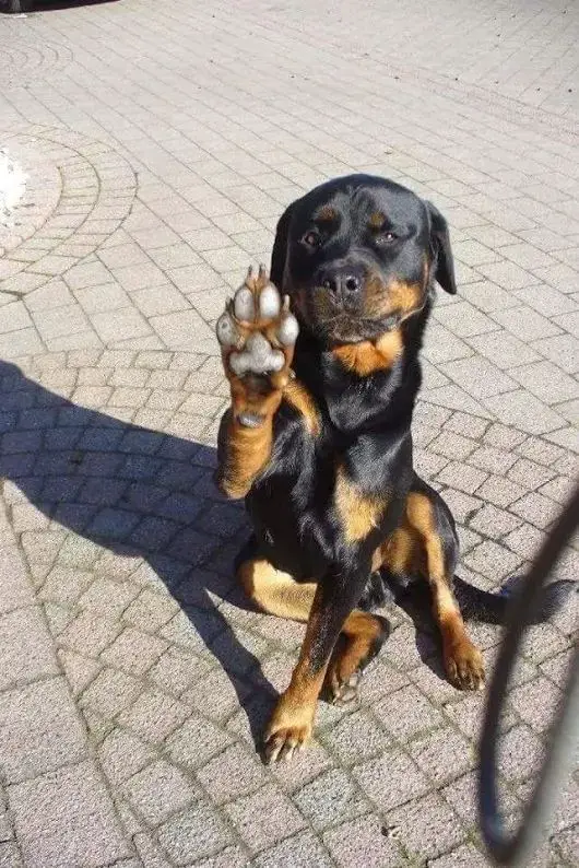 A Rottweiler sitting on the pavement while raising its one paw