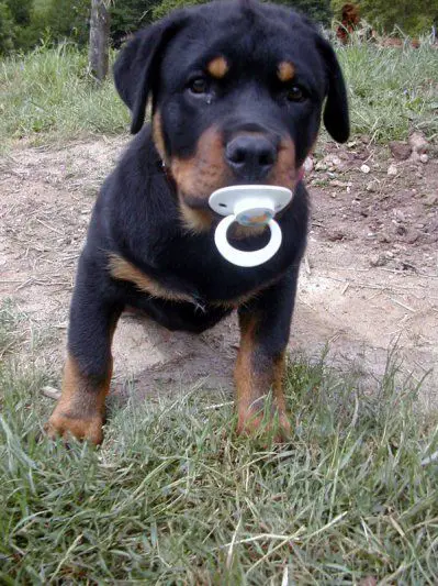 A Rottweiler puppy sitting on the ground with a pacifier in its mouth