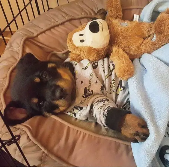 A Rottweiler puppy lying on the bed inside the crate with its stuffed toys