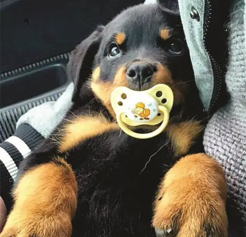 A Rottweiler puppy with a pacifier in its mouth while lying on top of the lap of a person sitting inside the car