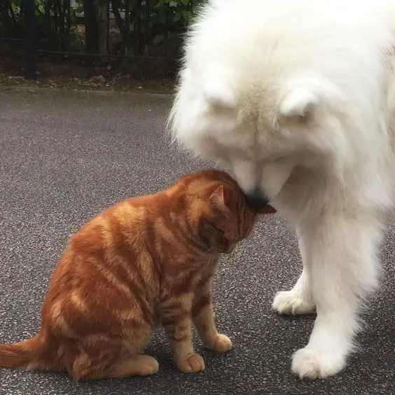 Samoyed dog smelling a cat on the road