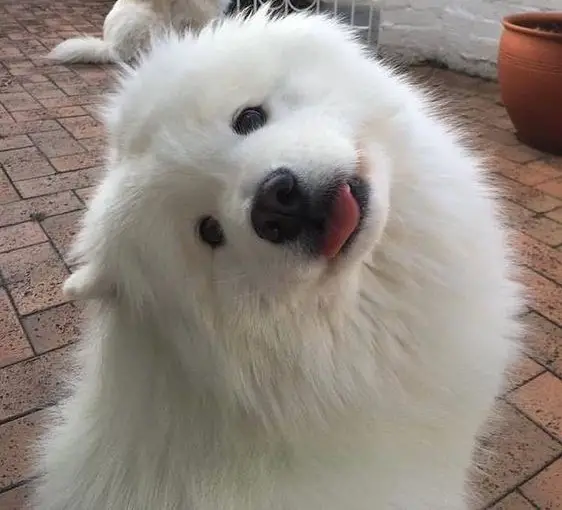 Samoyed dog tilting its head with its tongue sticking out