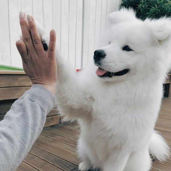 Samoyed doing high-five