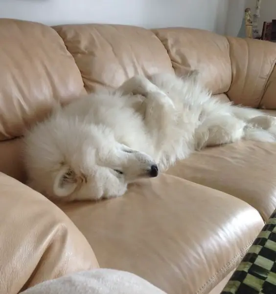 Samoyed dog lying on the couch