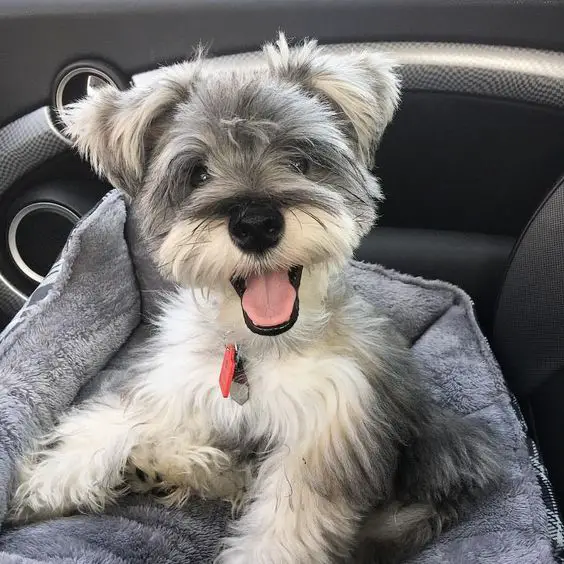 happy Schnauzer puppy in the car