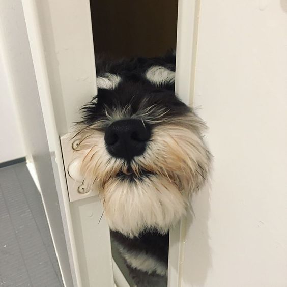 Schnauzer dog with its face between the opening of the door