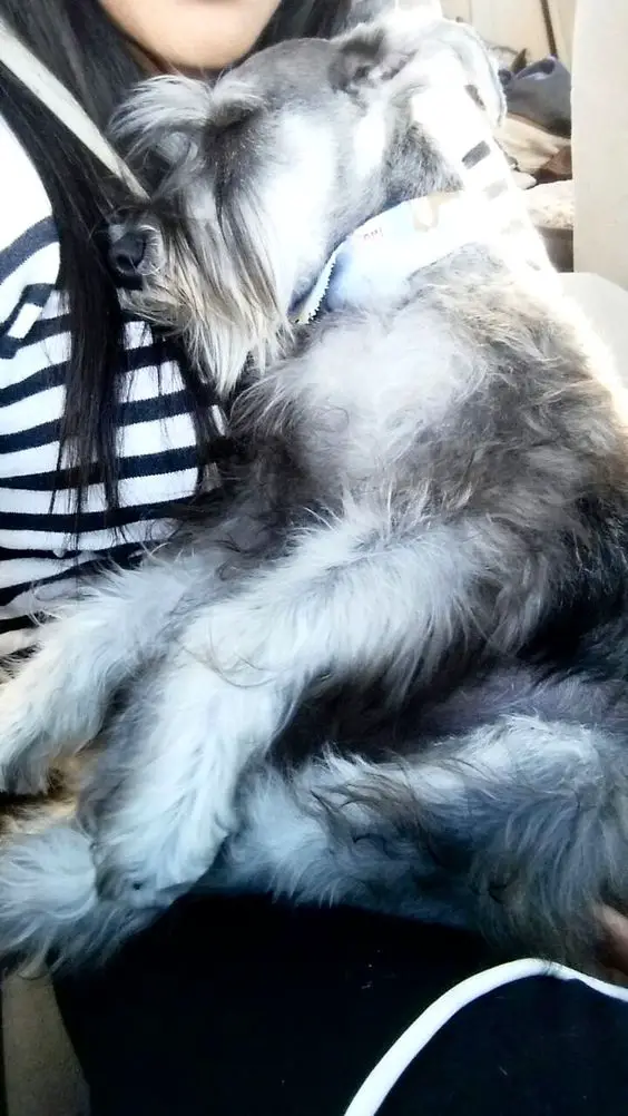 Schnauzer dog sleeping on its owners chest
