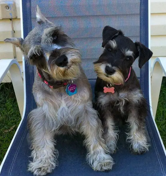 two Schnauzers sitting on the chair head tilting