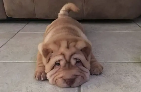 150 Best Chinese Shar Pei Dog Names The Paws