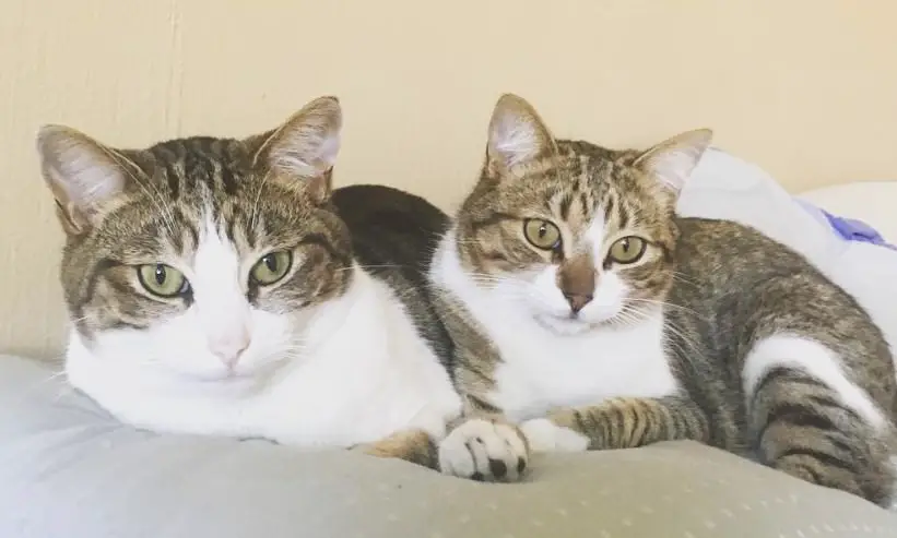 160 Twin Cat Names The Paws