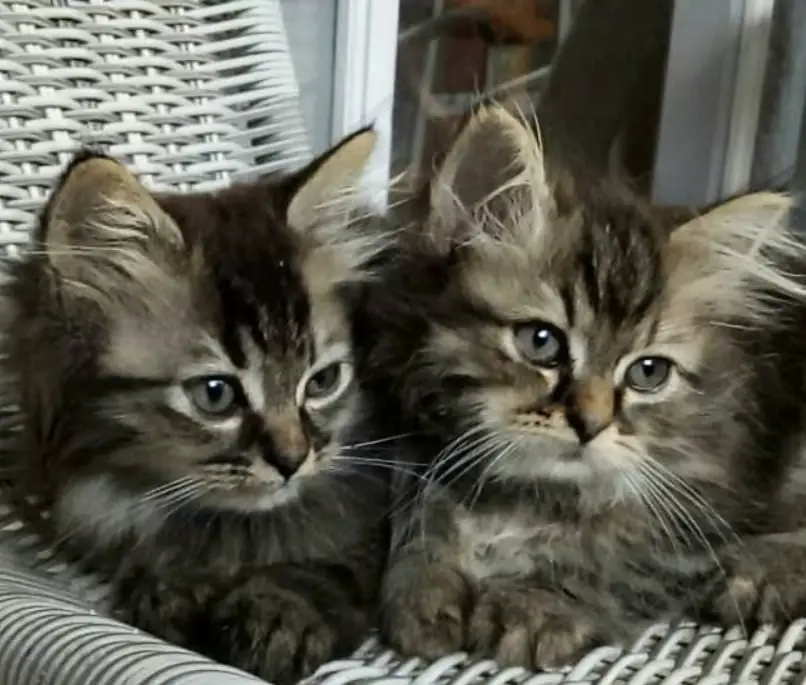 160 Twin Cat Names The Paws