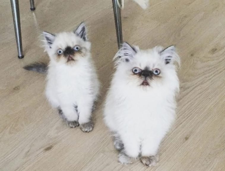 16 Best Twin Sister Cat Names The Paws