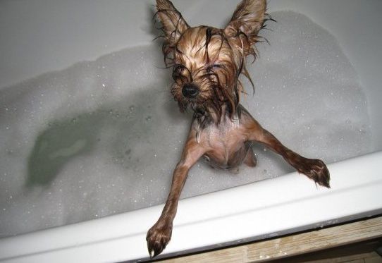 Yorkshire Terrier having a bath in the bathtub