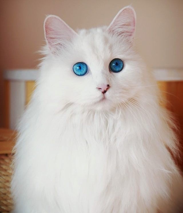 white cat and blue eyes