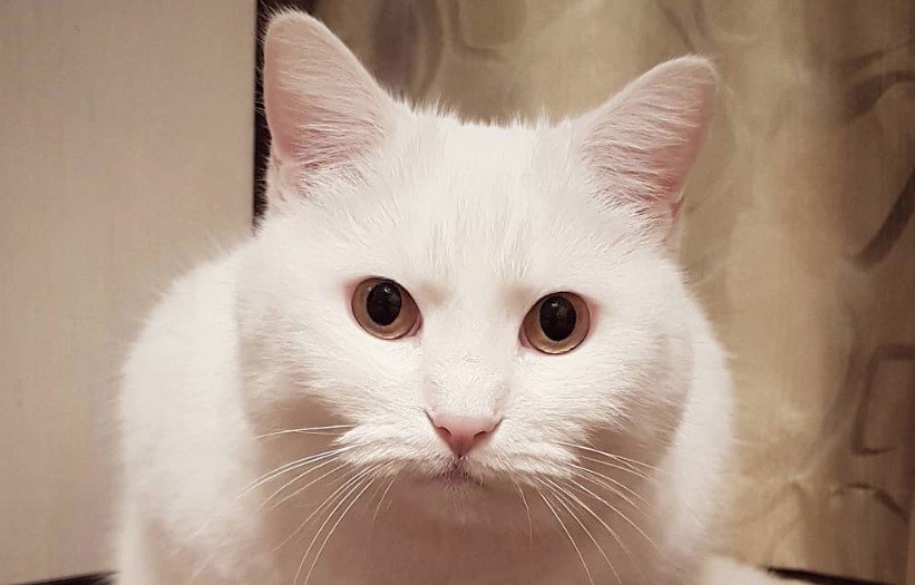 35 Unique White Cat Names - The Paws