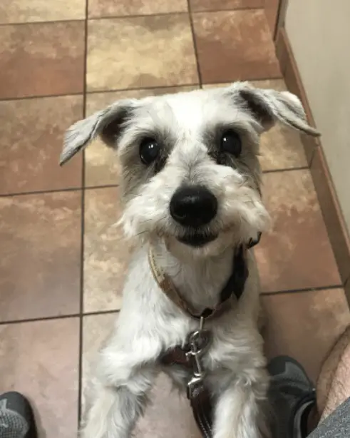 Schnauzer dog with happy face