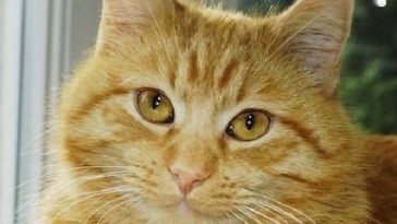 38 Best Cream Colored Cat Names | The Paws