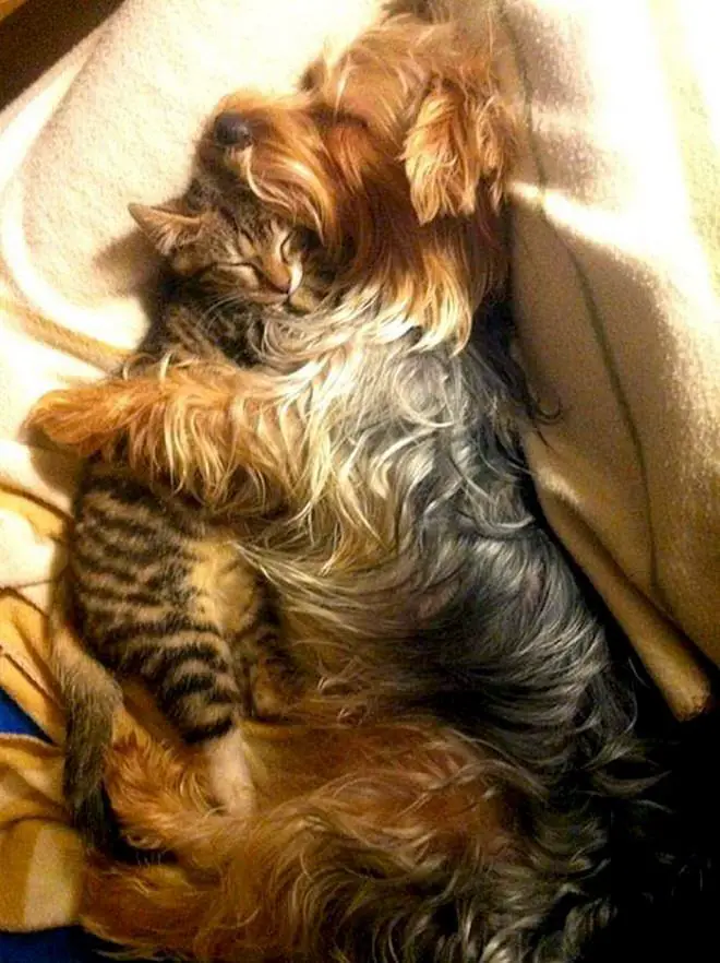 Yorkshire Terrier sleeping while hugging its cat
