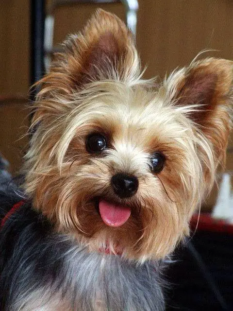 Yorkshire Terrier smiling with its tongue out