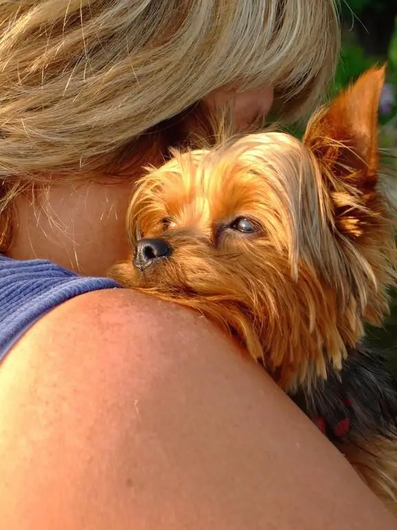 Yorkshire Terrier on its owners shoulder while hugging
