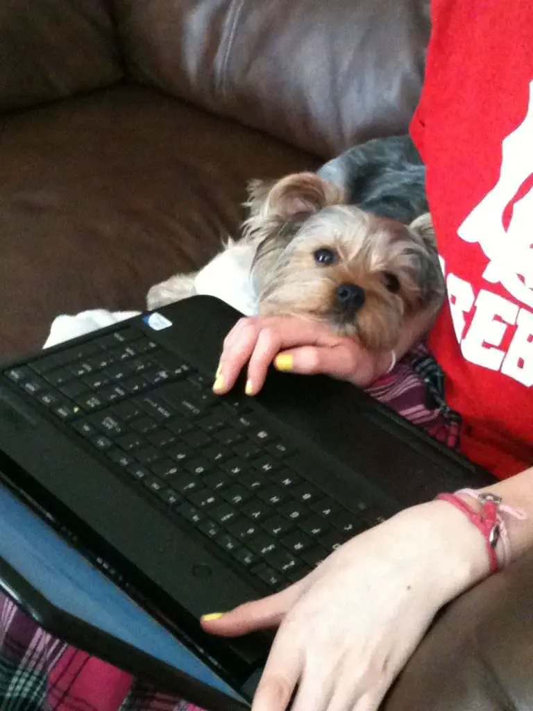 Yorkshire Terrier in its owners hand while working on her laptop
