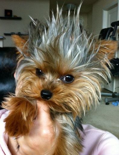 Yorkshire Terrier with in funky hairstyle