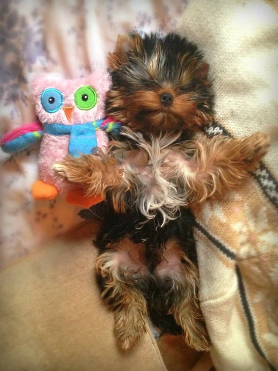 Yorkshire Terriers soundly sleeping beside its colorful owl stuffed toy